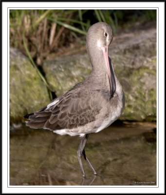 Redshank preening!