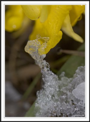 Daffodil petal frozen!