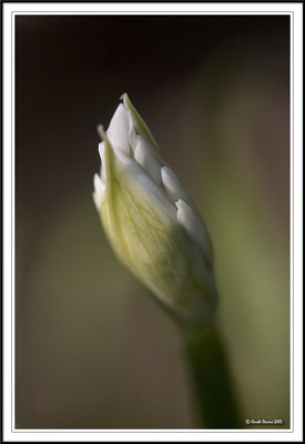 Bud emerging!