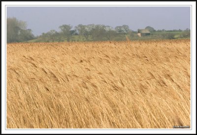 The Reed fields of East Anglia!