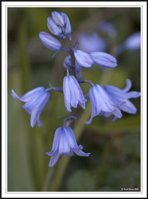 The 1st bluebells of 2007!