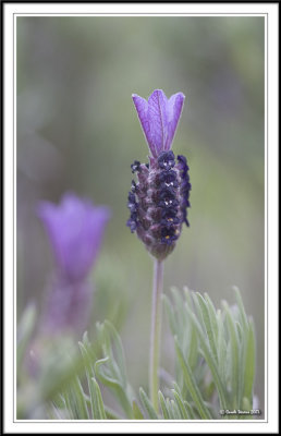 Aready seeded Lavender !