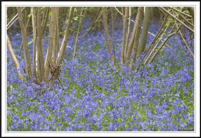 Carpets of Bluebells!