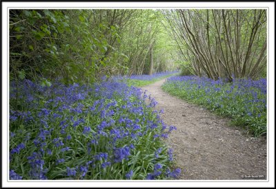 Bluebell road!