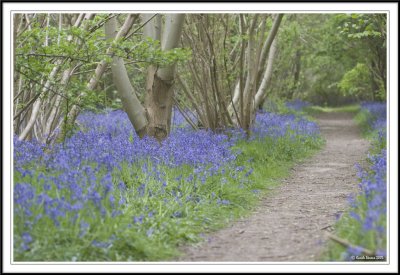 Perfect bluebell patch!