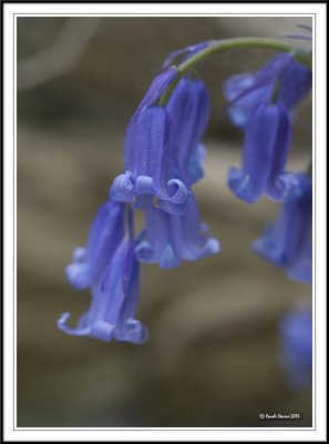 Curly petals!