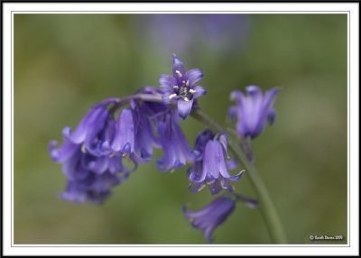 Single Bluebell!