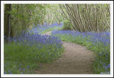 Winding paths of bluebells!