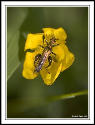 Click beetle - (Oedemera nobilis)