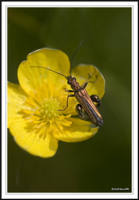 Click beetle - (Oedemera nobilis) on buttercup!