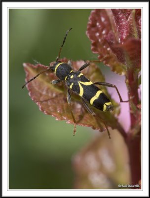 Beetles -  order Coleoptera