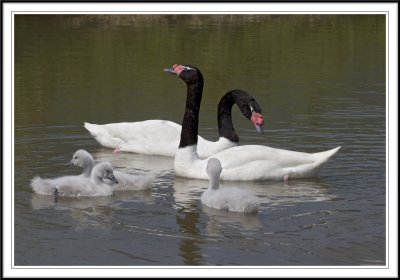 Black headed swan family!