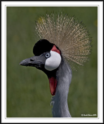 Grey Crowned Crane head study!