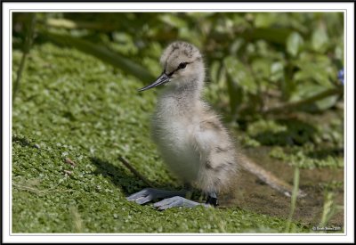 Avocet chick!