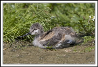 Avocet chick sleeping!