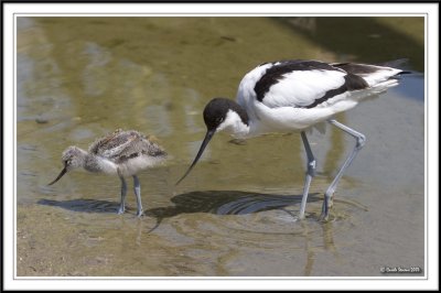 Avocet mum and chick feeding!