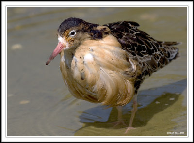 Male Ruff!