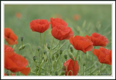 Field of poppies!