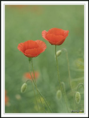 Two Poppies together!