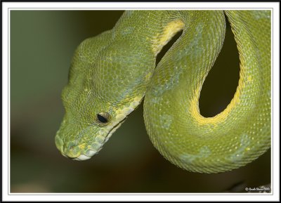 Green Tree Python!
