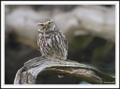 Little Owl with food for chick- Athene noctua