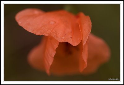 Poppy petals after the rain!