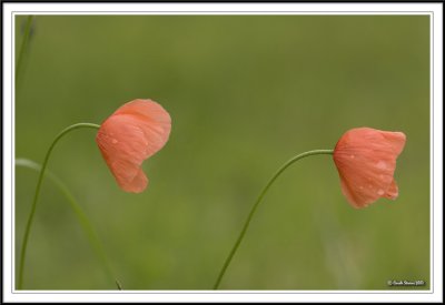 Poppies together in the wind!