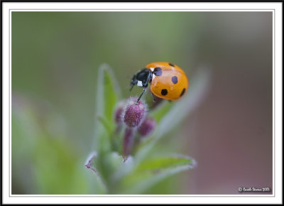 Seven spot ladybird.