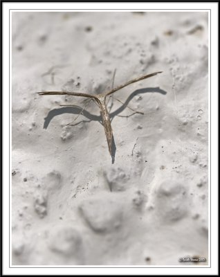 Moths .