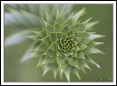 Monkey puzzle!