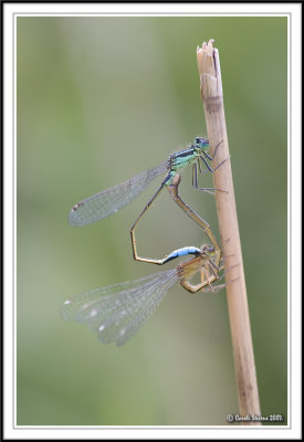 Bluetail Damselflies mating - Ishnura elegans!