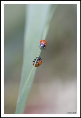 Two Seven spot ladybird - Coccinella 7-punctata on a leaf