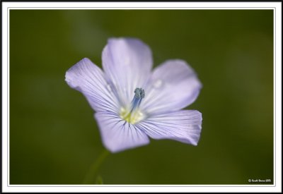 Flax flower!