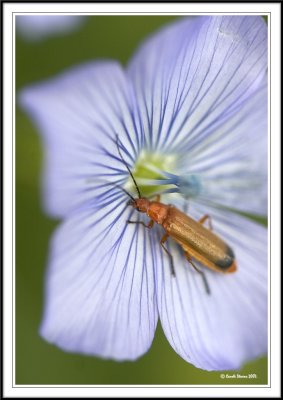 Click beetle on flax - Oedemera nobilis