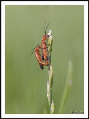 Click beetle - Oedemera nobilis mating again!
