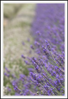 Blue and White Lavender!