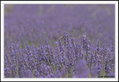 Norfolk Lavender!