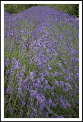 Lavender rows!