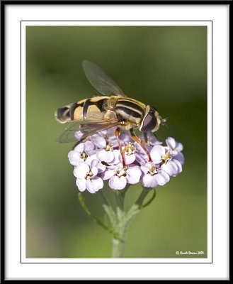 Hover fly - Helophilus trivittatus!