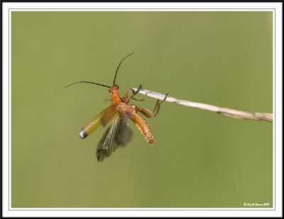 Click beetle - Oedemera nobilis taking flight!