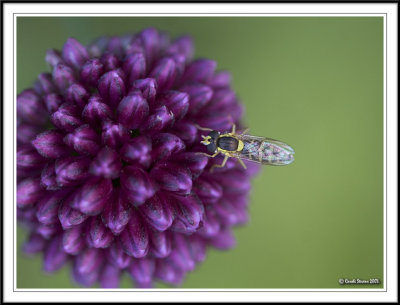 Hoverfly on drumstick alium!