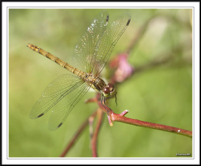 Common Darter - I can stand on 2 legs!!