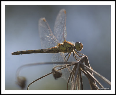 Backlit dragonfly!