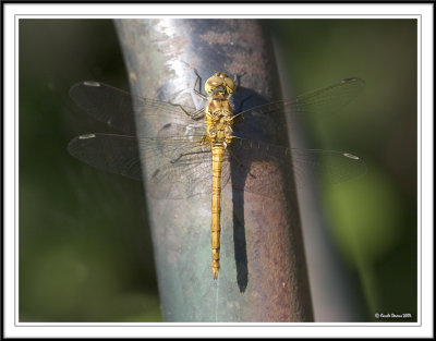 Female Common Darter warming up on the hot metal pipes!