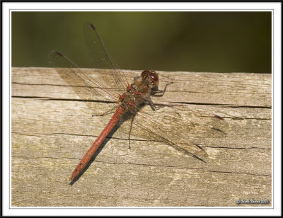 Male Common Darter warming up!