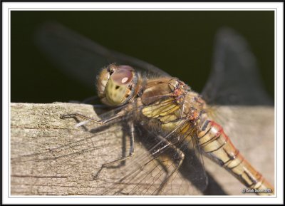 Male common Darter clinging on!