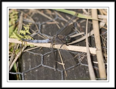Black tailed skimmer - Orthetrum cancellatum
