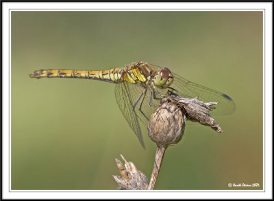 Female Darter on a dead cornflower!