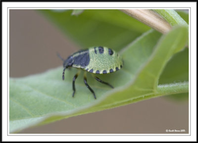 Green Sheild Bug nymph (Palomena Prasina).!