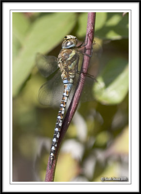 Male Migrant Hawker!